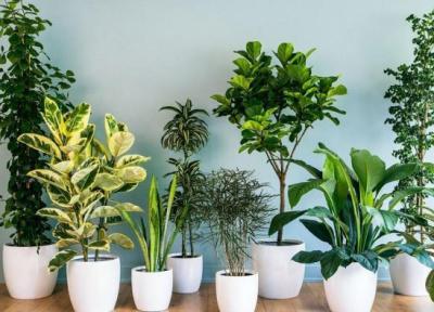 معرفی گیاهان آپارتمانی سایه دوست معرفی گیاهان آپارتمانی سایه دوست